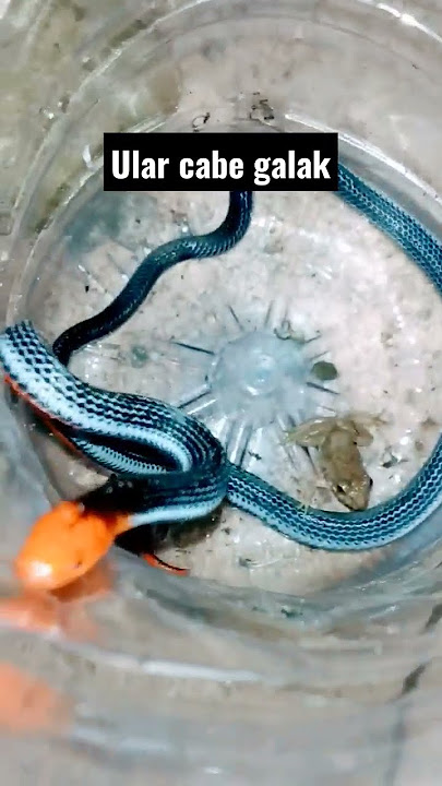 ular cabe