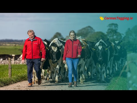 Saving Irish farmers time, money and hassle | Cormac Tagging