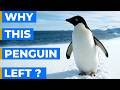 The Penguin That Walked Away Alone - Explained | Nihilist Penguin | Adélie Penguin | Why Walk Away