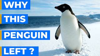 The Penguin That Walked Away Alone - Explained | Nihilist Penguin | Adélie Penguin | Why Walk Away