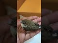small cute sparrow #bujji #sparow #pets #cutie #shake #food #fear #trending #shortvideos #finance