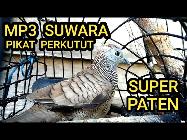 suwara pikat burung perkutut mp3 super paten class=