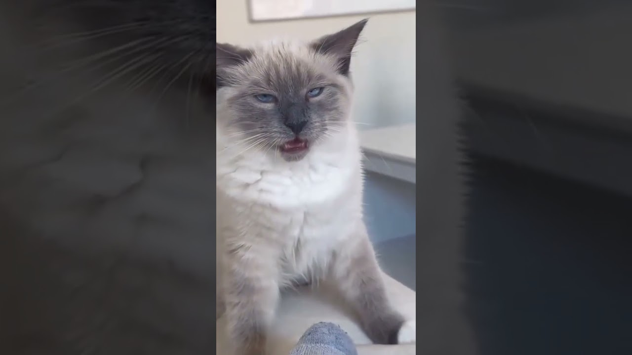 Funny CAT Moments 😂😂 episode 7782 