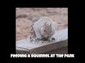 Chunky Monkey #feedingsquirrels
