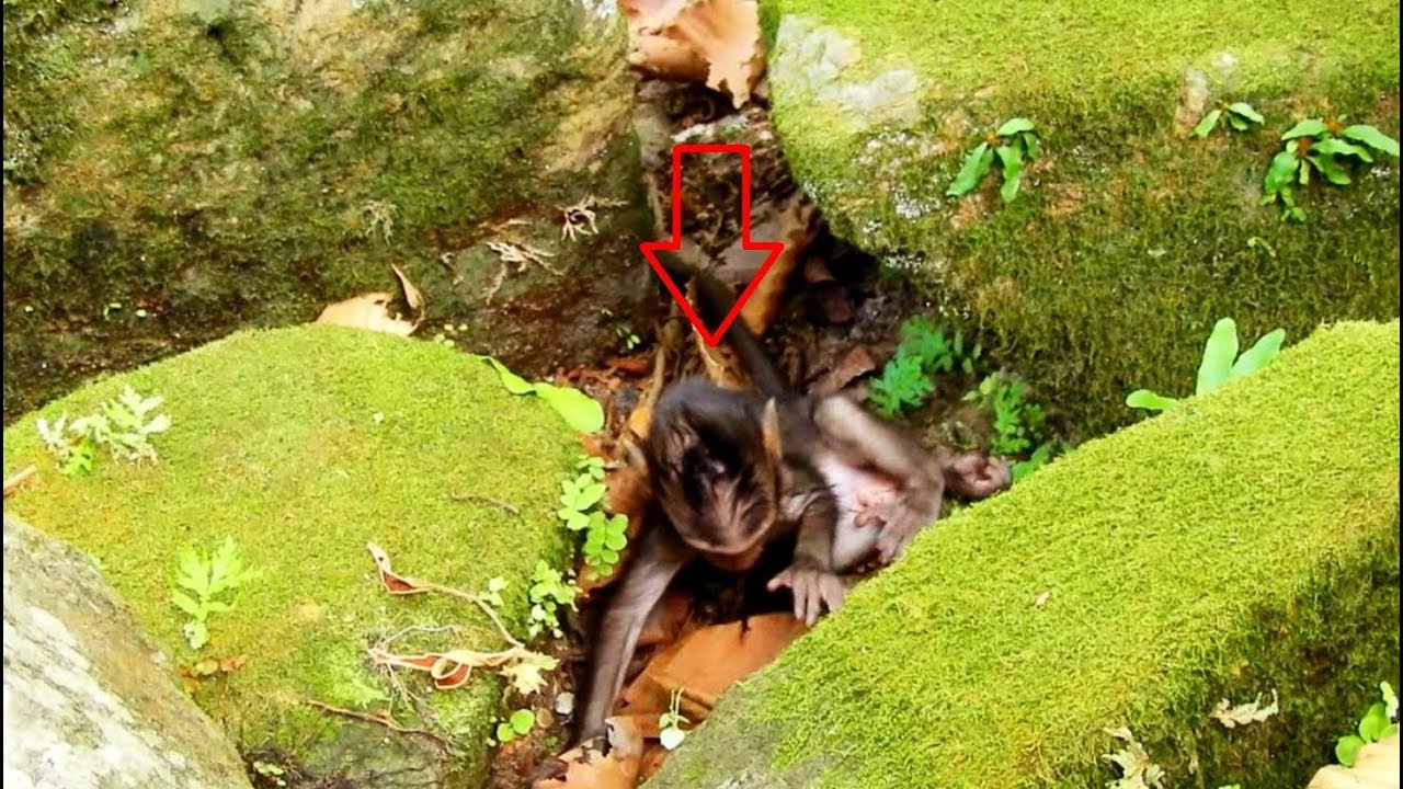 like a prayer Oh MG Pity Timo Is Dropped Down By Pigtail Ashley Why Ashley Monkey Doing Like This