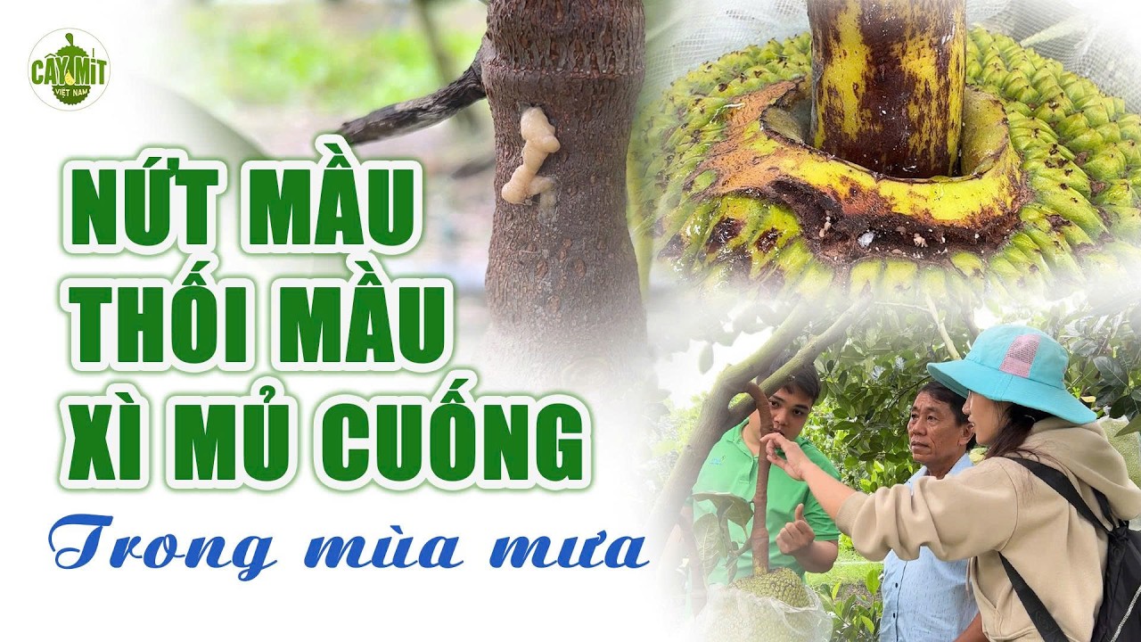 QUẢN LÝ NỨT MẦU, THỐI MẦU, XÌ MỦ CUỐNG TRONG MÙA MƯA #caymitvietnam #kythuattrongmit #jackfruit