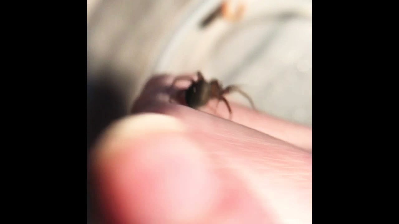 Broad Faced Sac Spiders/New Oothecas