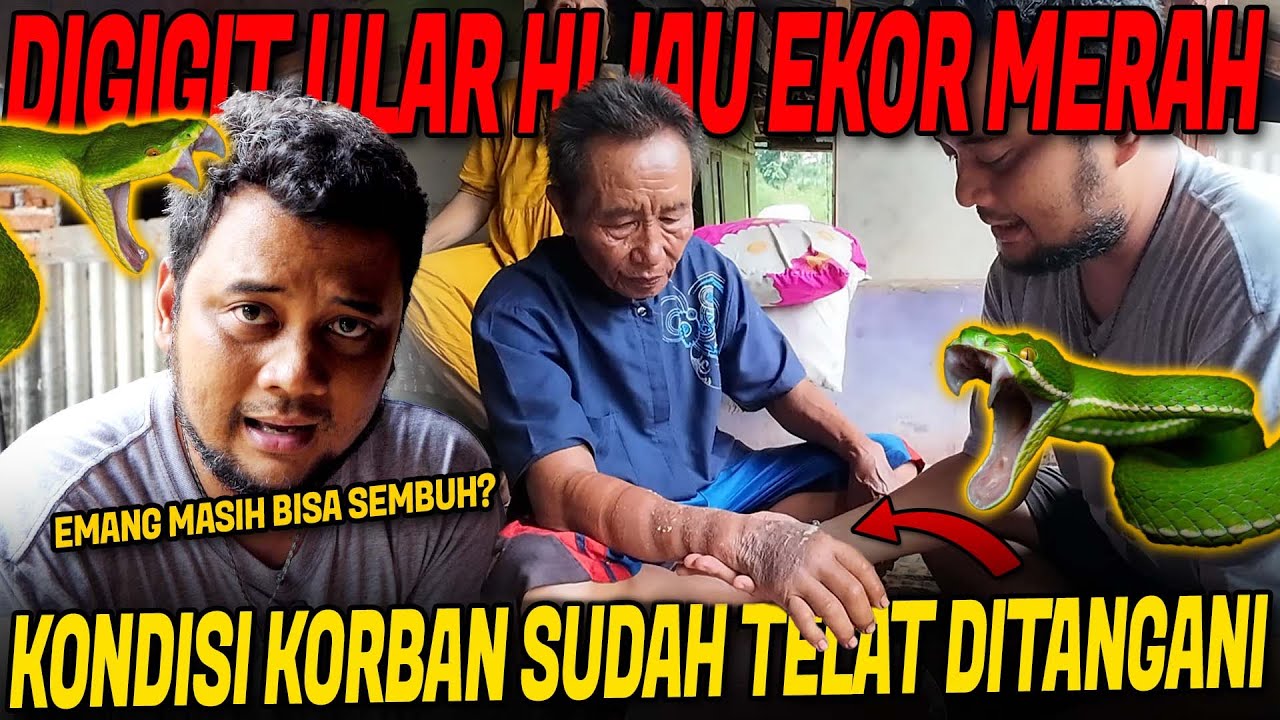 TANGAN BENGKAK KENA GIGIT ULAR VIPER!! BAPAK 60 TAHUN DI TOLONG PANJI DAN TIM