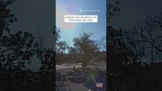 Deputy Chases Rooster Around Tree #shorts