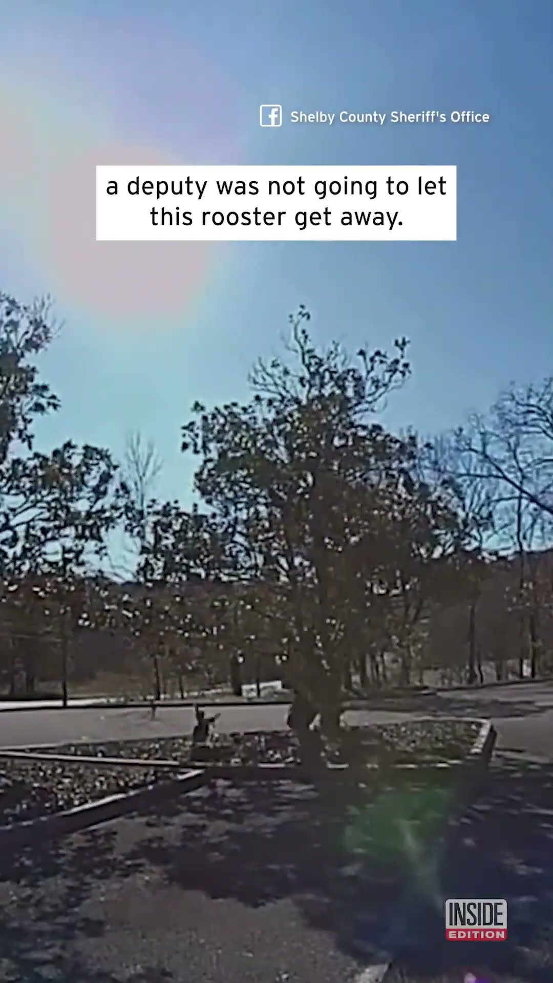 Deputy Chases Rooster Around Tree #shorts