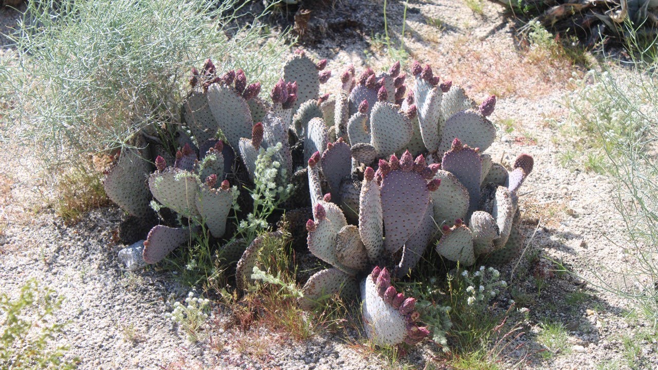 Beavertail Cactus (Opuntia basilaris), Anza-Borrego Desert State Park, Sonoran Desert