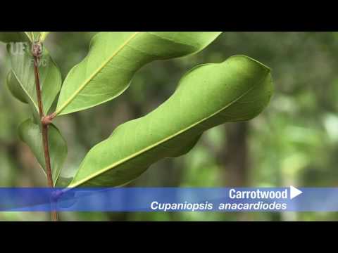 Video: Apa Itu Pokok Carrotwood - Ketahui Cara Menanam Pokok Carrotwood Di Taman