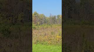 Ithaca fall foliage report