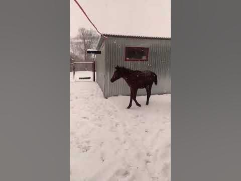 жеребята. - YouTube