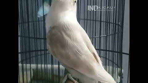 Lovebird ngetik sambung ngekek | labet ANACONDA BF 03