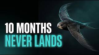 The Bird That Sleeps While Flying (The Truth)
