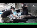 Join Animals Asia as we resuce three bears from Cu Chi Waterpark: Part 1