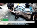 Join Animals Asia as we resuce three bears from Cu Chi Waterpark: Part 1