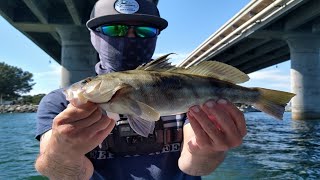 Using Live Bait To Catch Big Spotted Bay Bass!-Mission Bay