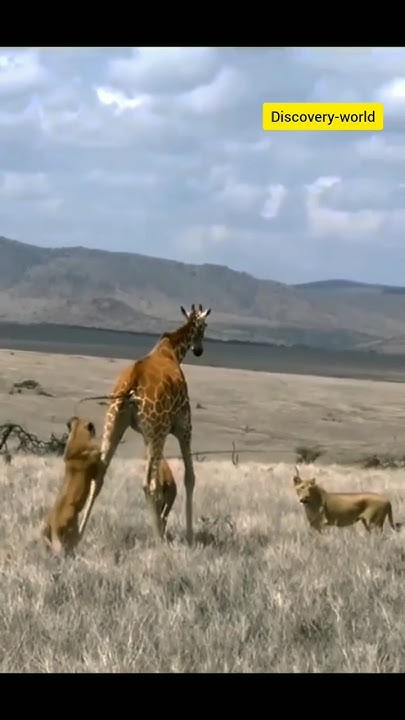 lion attack giraffe #animals #viral #wildlife #lionhunting #lion #