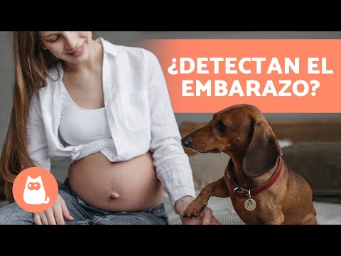 Video: ¿Los perros actúan de manera diferente cuando la dueña está embarazada?