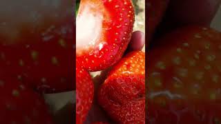 Erdbeeren,Erdbeeren Pflücken,Erdbeeren