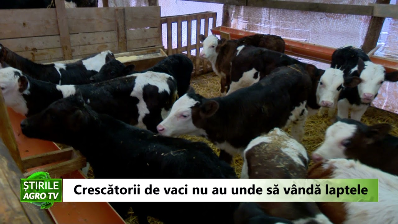 Crescătorii de vaci nu au unde să vândă laptele. ”Îl dăm la câini, la pisici” 1 Crescătorii de vaci nu au unde să vândă laptele. ”Îl dăm la câini, la pisici” YouTube player