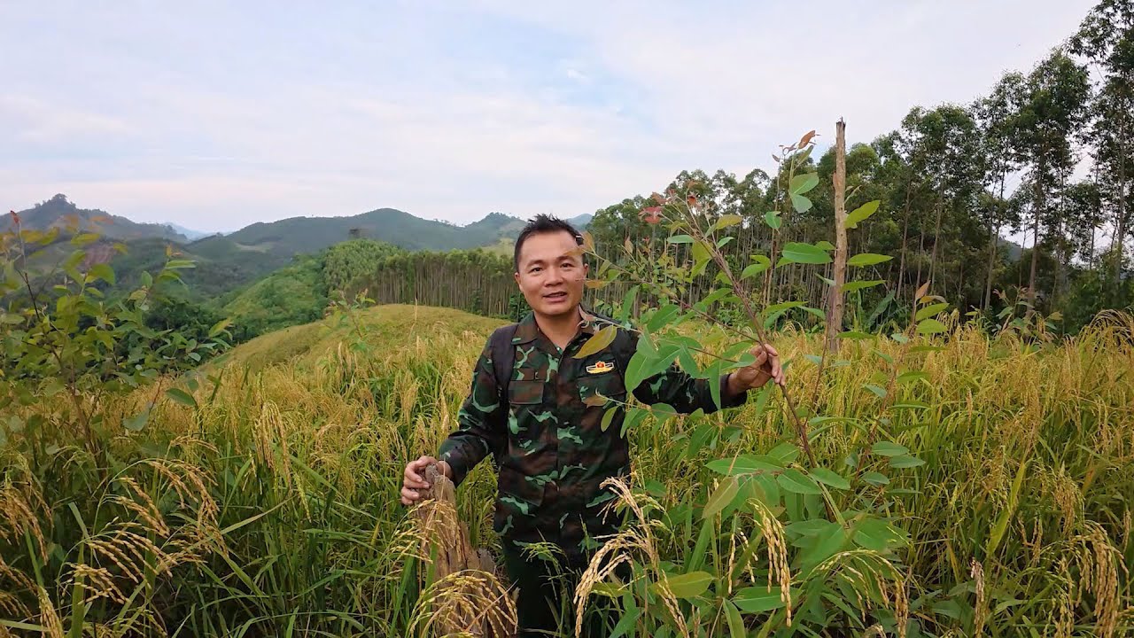 Lên núi thăm đồi cây mới trồng, mùa lúa nương chín, cuộc sống tự nhiên