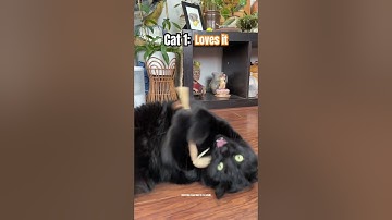 Is silver vine worth it? #cats #catenrichment