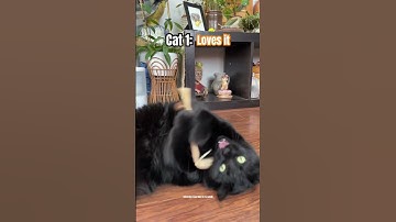 Is silver vine worth it? #cats #catenrichment