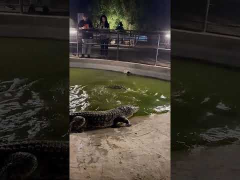 التمساح ينتظر الاكل