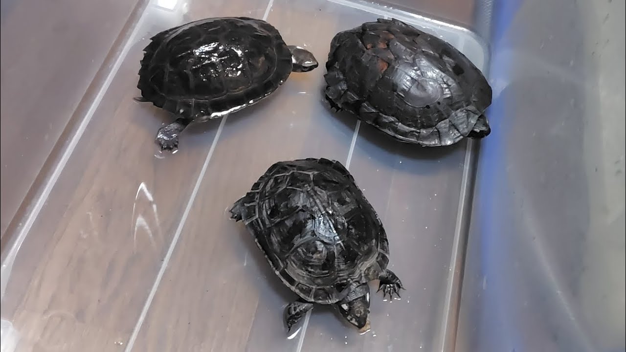 2026.1.21.ホオジロクロガメの雌雄確認