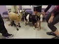 what is causing this pet goats high fever? the vet life