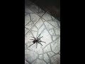 Aranha gigante apareceu na minha casa