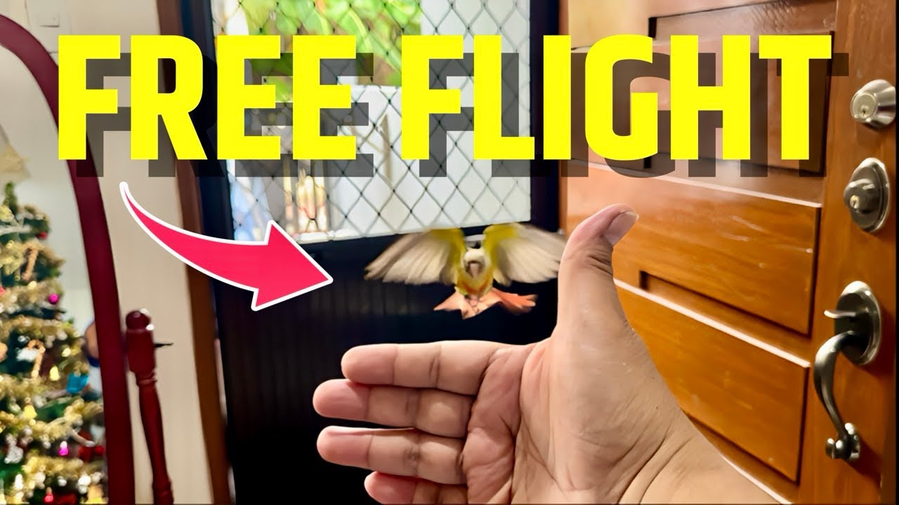 GCC Free Flight Training 🦜 - YouTube