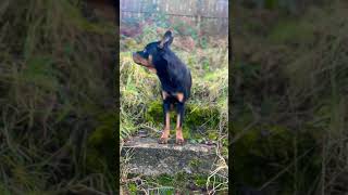 Cute dog goes for a walk [4K] YouTube (Must Watch) #shorts #short #youtube #asmr  #subscribe
