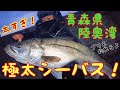 【衝撃】 堤防から寒ブリ&超極太シーバス