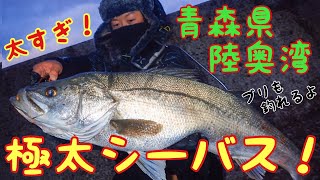 【衝撃】 堤防から寒ブリ&超極太シーバス