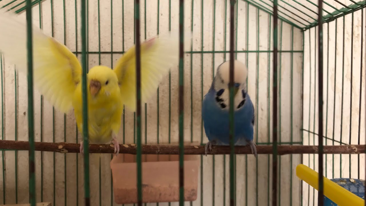 تزاوج ذكر انصاص انجليزى مع انثى استرالى لاتينى ونشوف ناتج التزاوج ان شاء الله