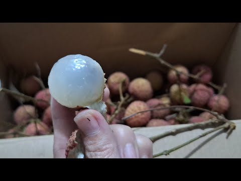 LYCHEE SWEET FRESH | 1 BOX FROM CHINA #fruits