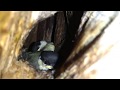 Сон птенцов в дупле в Финском парке г. Псков.