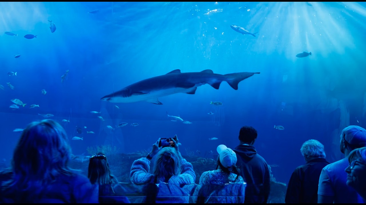 🦈 Shark Tank and Octopus at Mote Aquarium