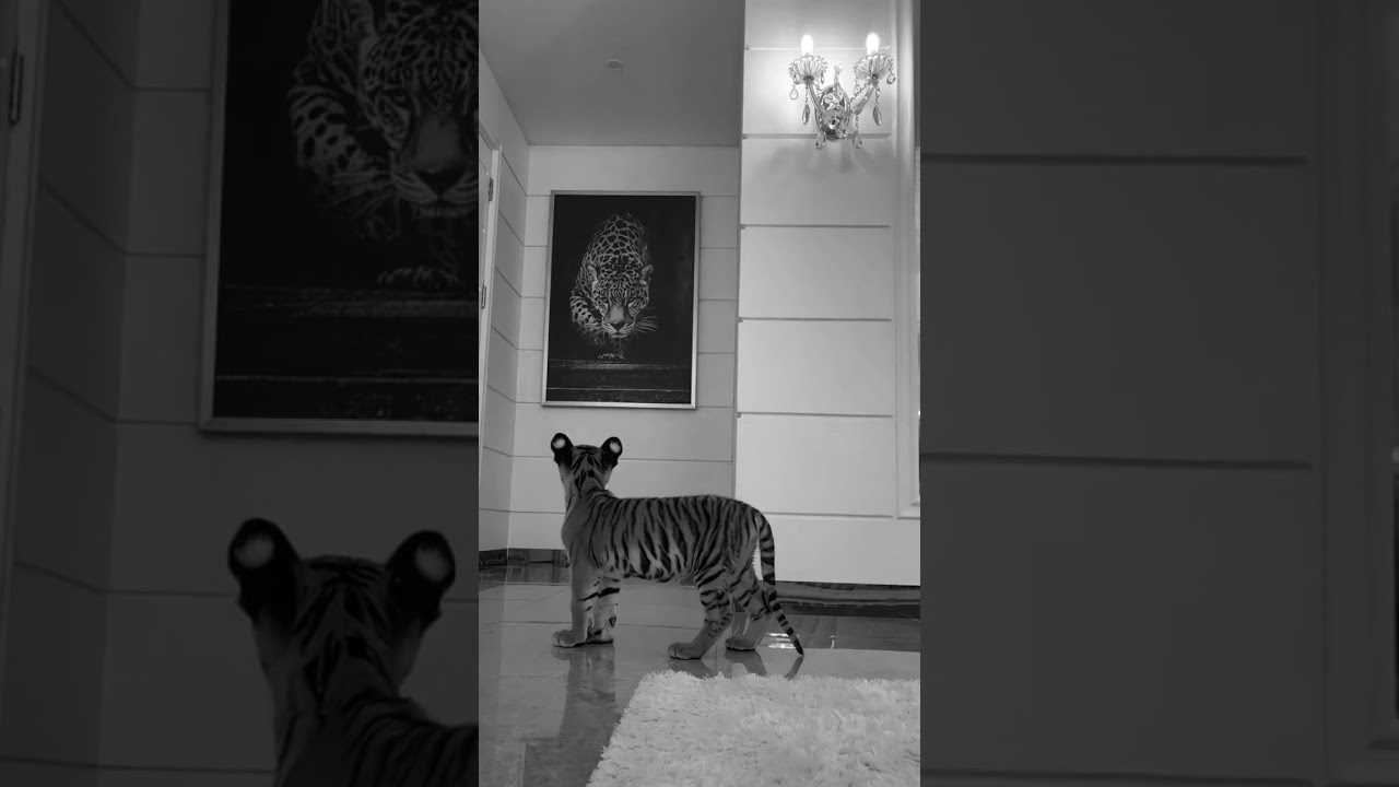 Baila conmigo💥💥afro set(DJfereyes)