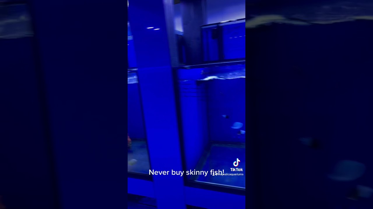 Never buy skinny fish! ⛔️