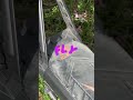 I don’t know why but the quality just sucks on YouTube shorts #popular #scooterride #viral