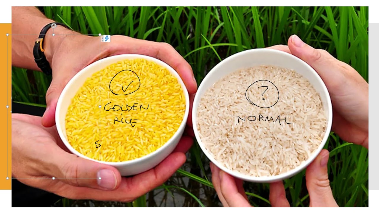 Genetically Modified Organisms in the Food Industry & Discussion of ...