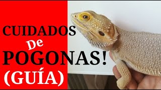 CUIDADOS BÁSICOS POGONAS!!! (DRAGONES BARBUDOS)