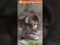 あざと可愛さ爆発!おぼつかない足取りの赤ちゃん猿から目が離せない Japanese macaque baby monkey #ニホンザル #snowmonkey