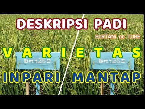 Video: Budidaya Dan Perawatan Ketumbar Termasuk Di Rumah, Serta Deskripsi Varietas Dengan Karakteristik Dan Ulasan