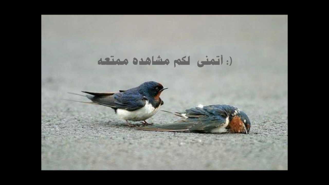 ♥غريبه الليالي خذت مني غالي♥